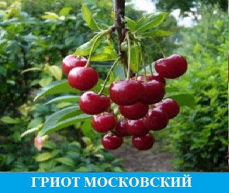 Гибрид вишни и черешни "Чудо вишня" Мичуринские саженцы сорт описание ...